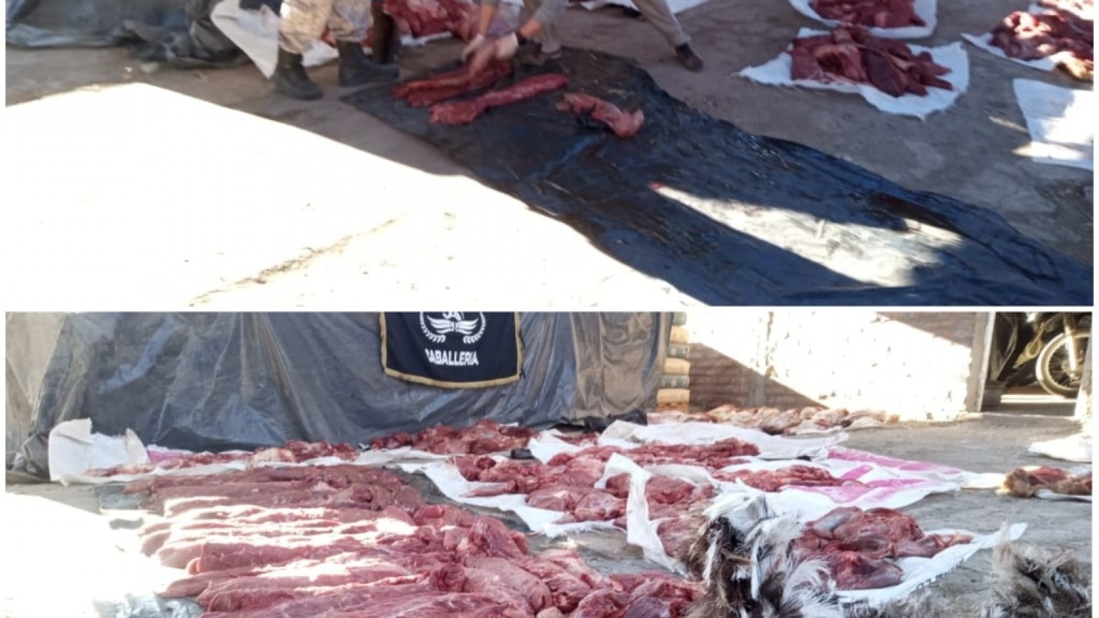 Interceptan en Treorky dos camionetas con más de 800 kilos de carne de guanaco y restos de ñandú