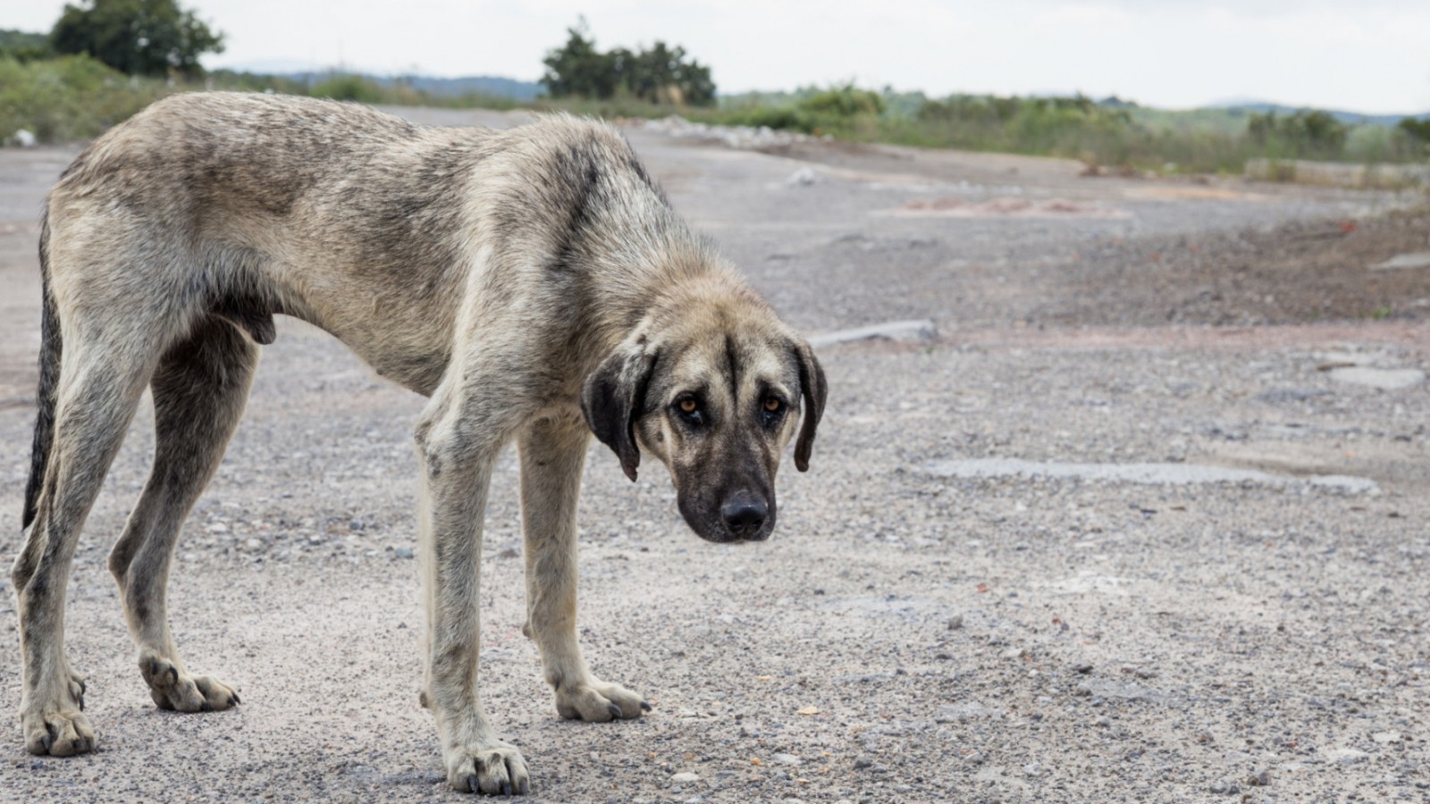 Rescate en Rawson: salvaron a cuatro perros víctimas de abandono y maltrato
