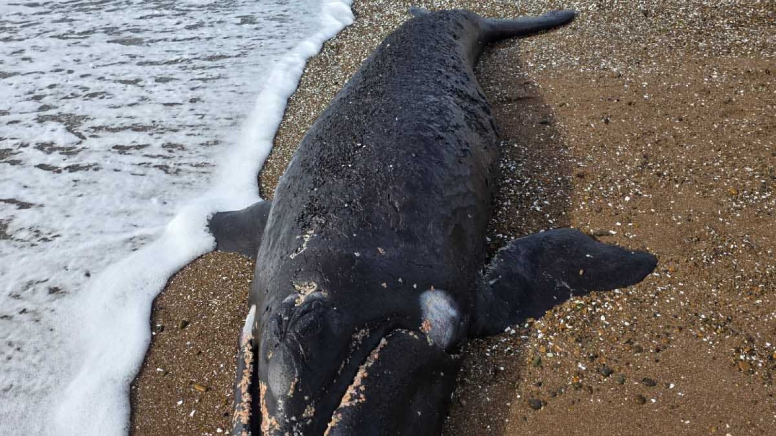 Hallaron un ballenato muerto en Playa Kaiser, al sur de Puerto Madryn