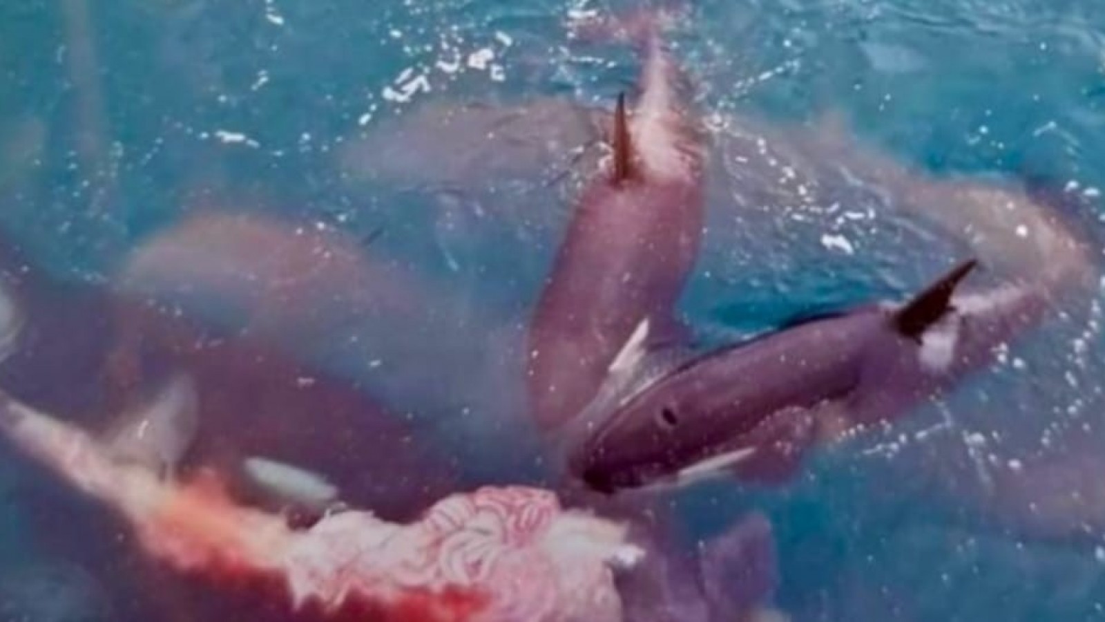 Unas orcas mataron a un ballenato en El Doradillo y sorprendieron a investigadores