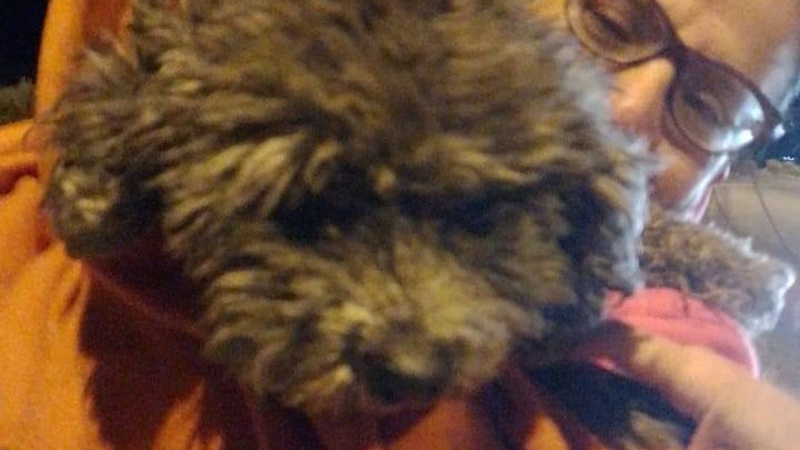 El emotivo video del reencuentro: "Toy" volvió a casa después de 17 días perdido