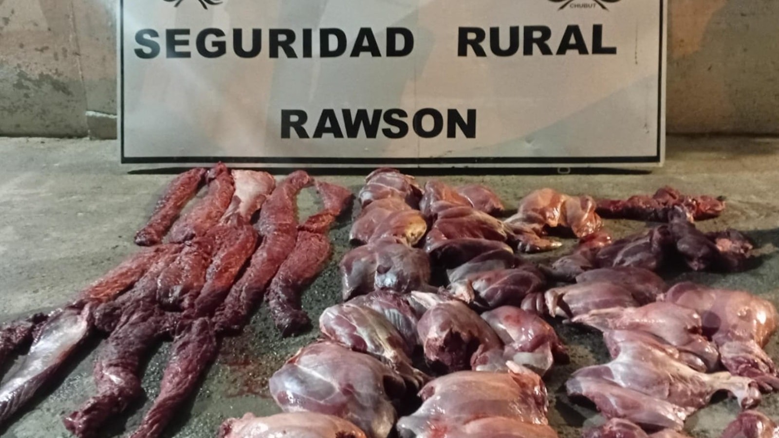 Atraparon a cazadores con guanaco en ruta 3: decomisaron más de 30 piezas