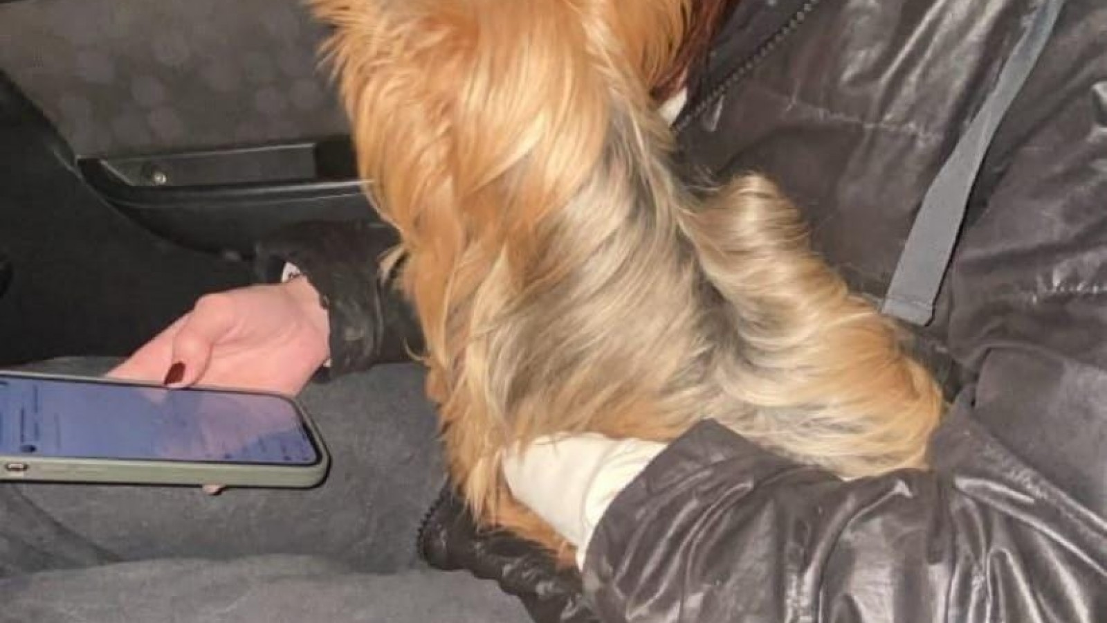 Buscan a los dueños de un Yorkshire Terrier encontrado en la calle Dorrego y San Luis