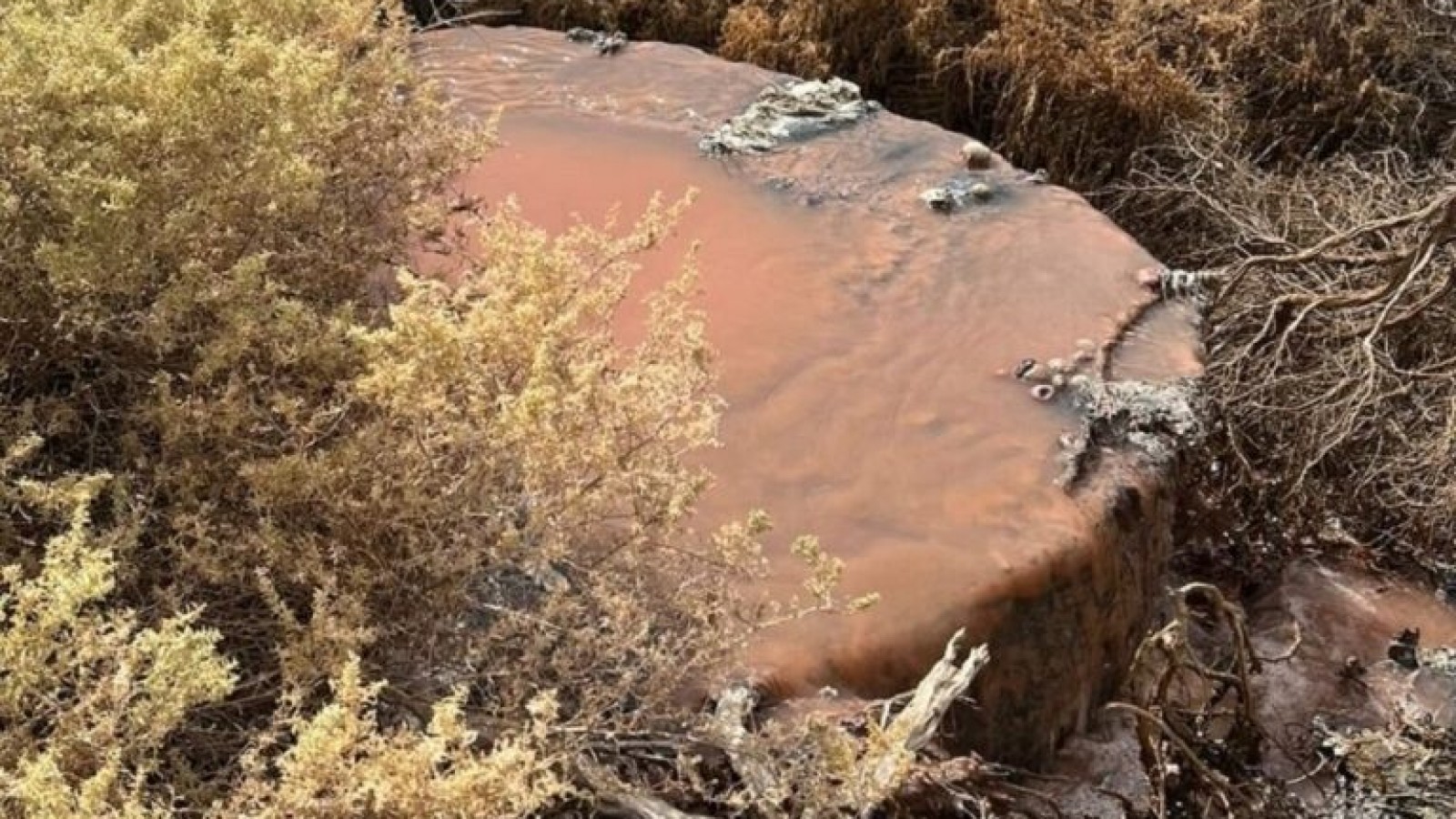 Causa por daño ambiental: Empezó el juicio a dos directivos de Conarpesa por volcar efluentes al Golfo Nuevo