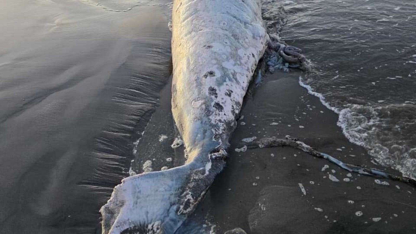 Otro ballenato muerto en Puerto Madryn: es el segundo en lo que va del mes