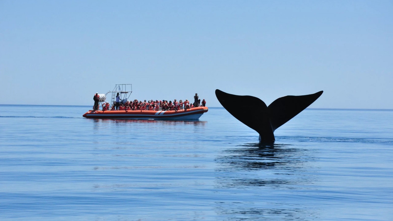 Registro histórico: censo de ballenas en Península Valdés arroja un récord de 2.110 ejemplares