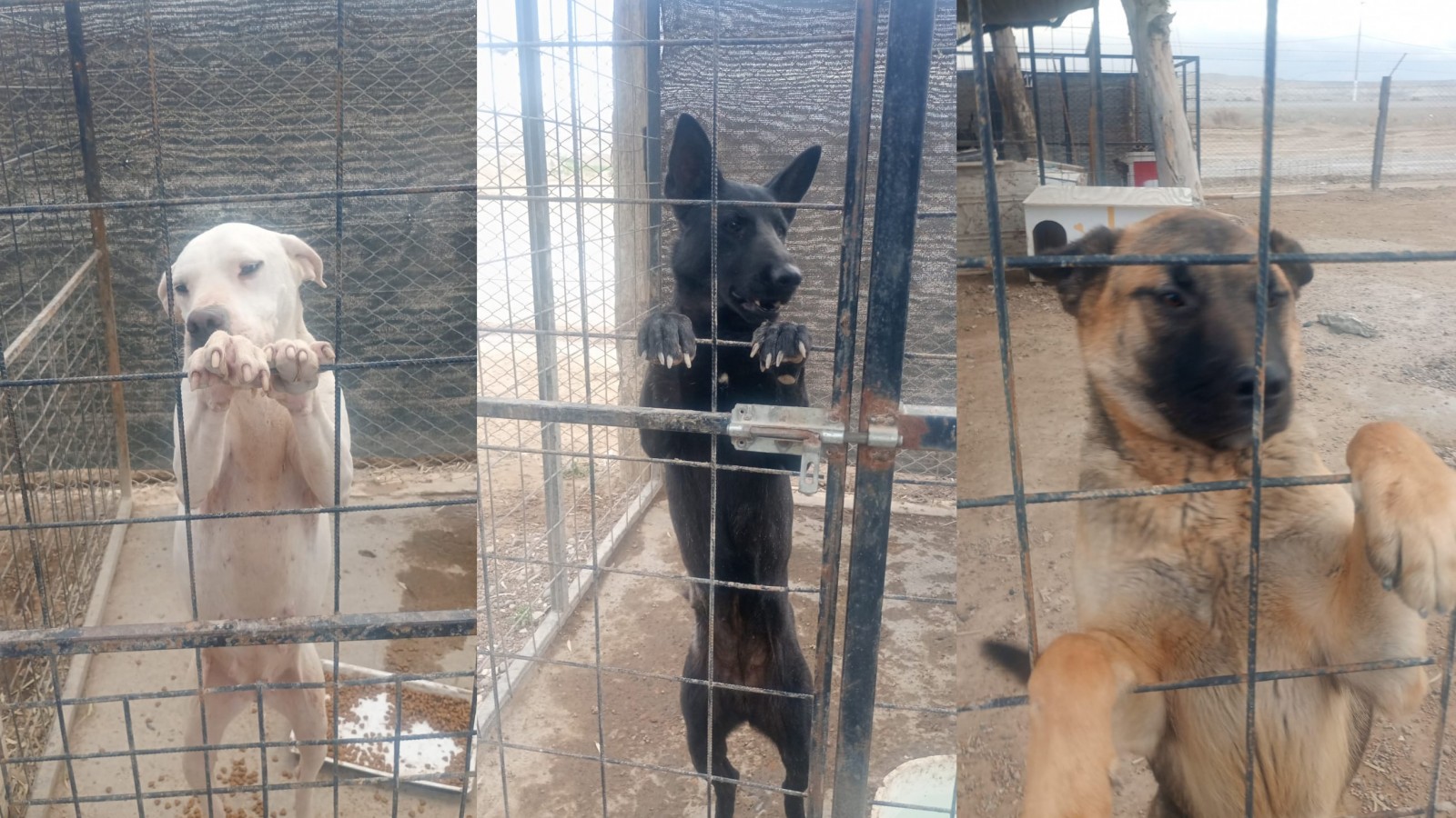 Buscan hogar para perros rescatados en Puerto Madryn
