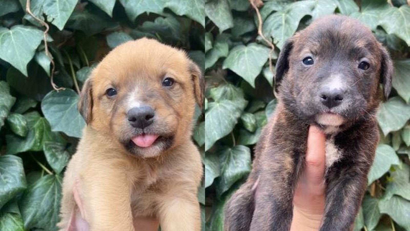 Buscan hogar para cuatro cachorros en Rawson