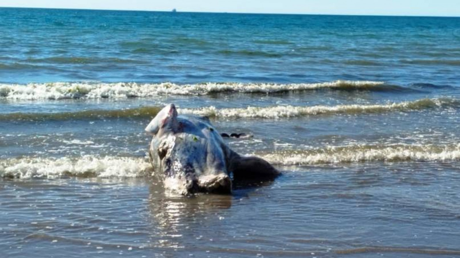 Apareció un ballenato muerto frente a la costa de Puerto Madryn