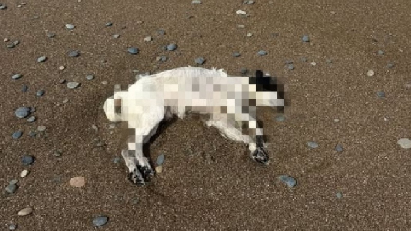 Rawson: encontraron un perro muerto con signos de posible envenenamiento cerca de la ruta
