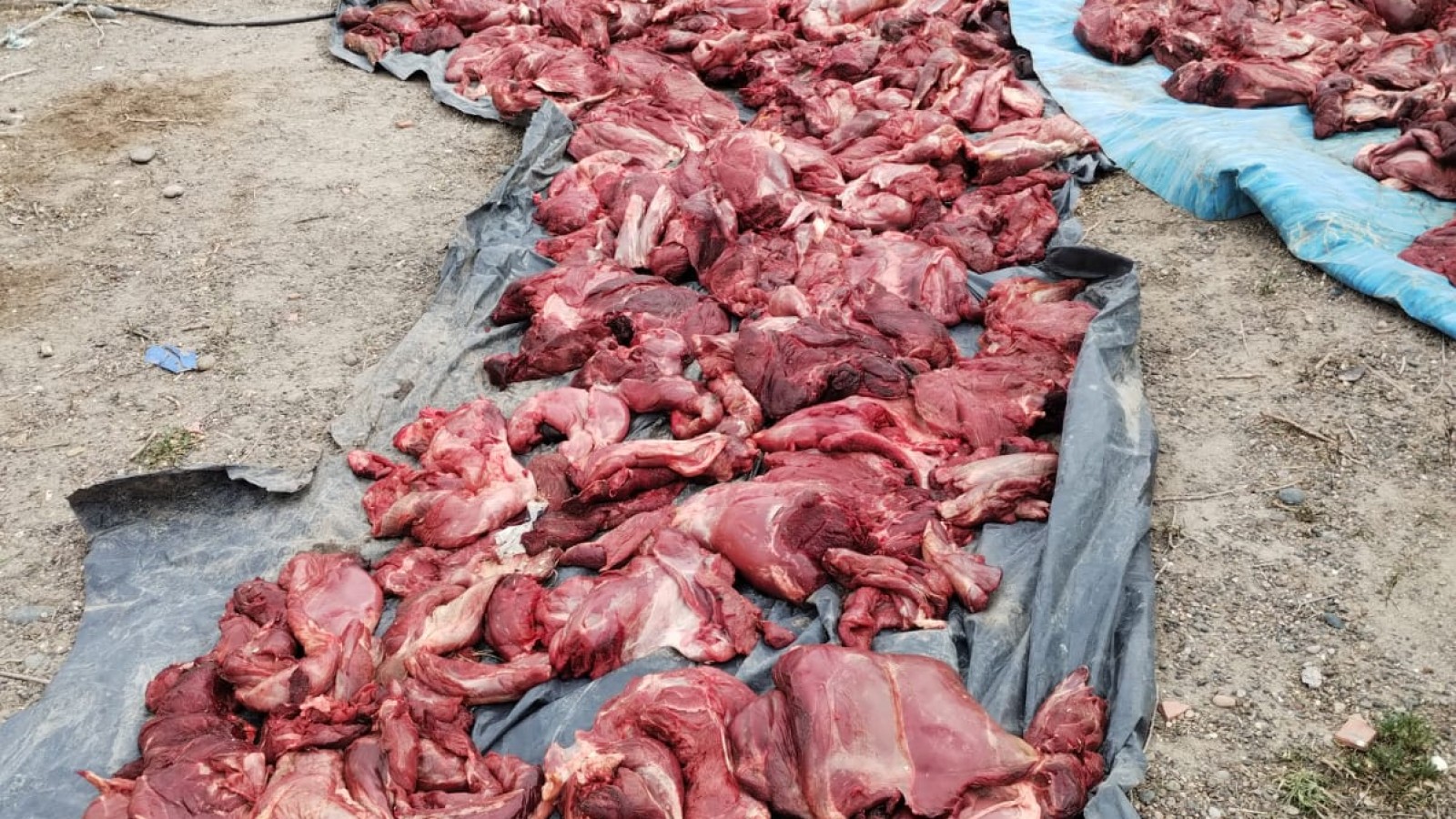 Secuestraron 1.500 kilos de carne de guanaco con sellos falsos en Trelew