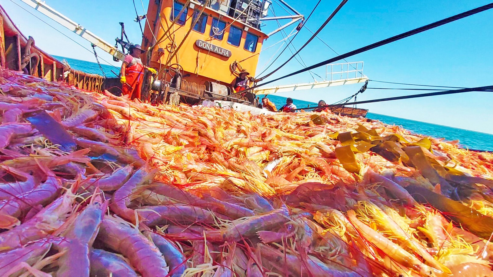 Rawson: el SOMU no firmó el acuerdo salarial con la flota amarilla y pide subir el precio del langostino
