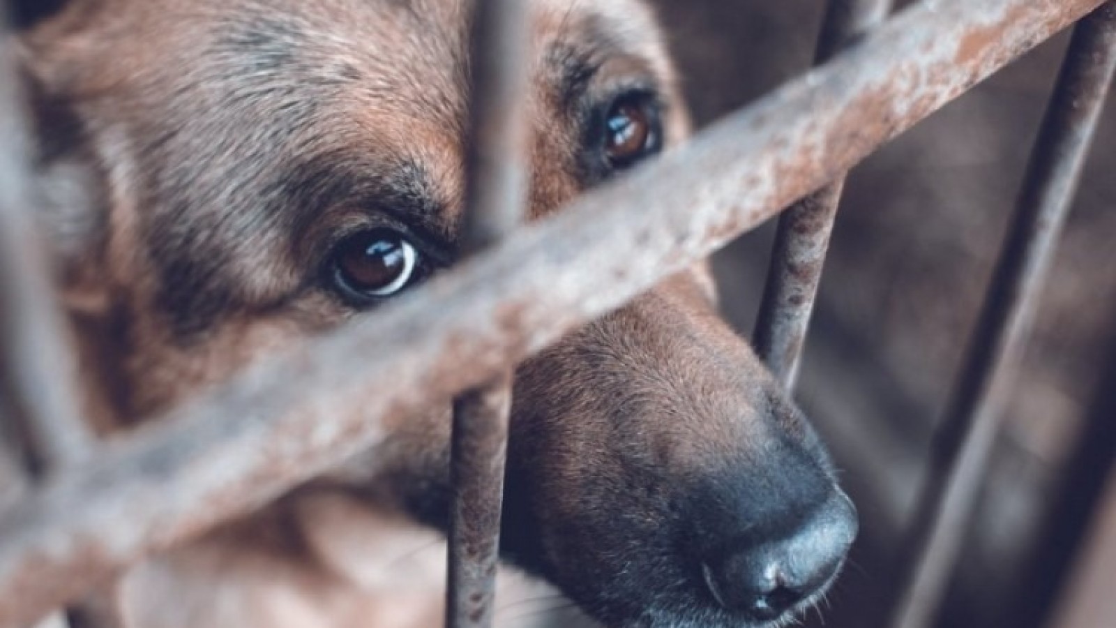 Crueldad animal: una perra fue asesinada y otra rescatada con seis cachorros