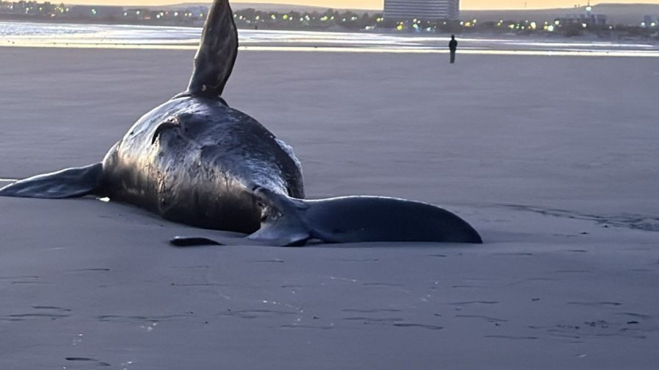 Otra ballena apareció sin vida en las costas de Puerto Madryn