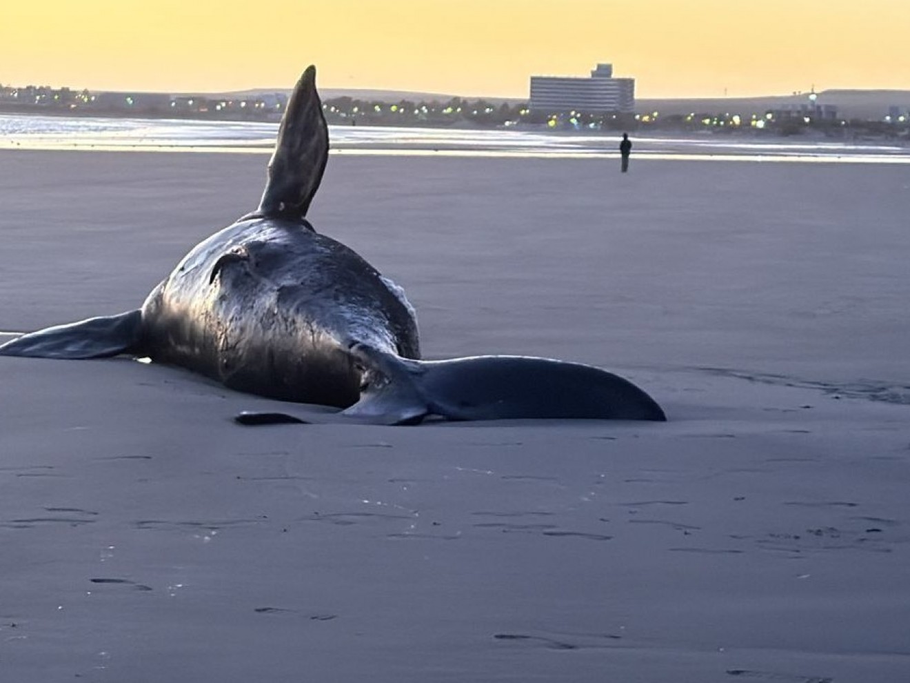 Otra ballena apareció sin vida en las costas de Puerto Madryn