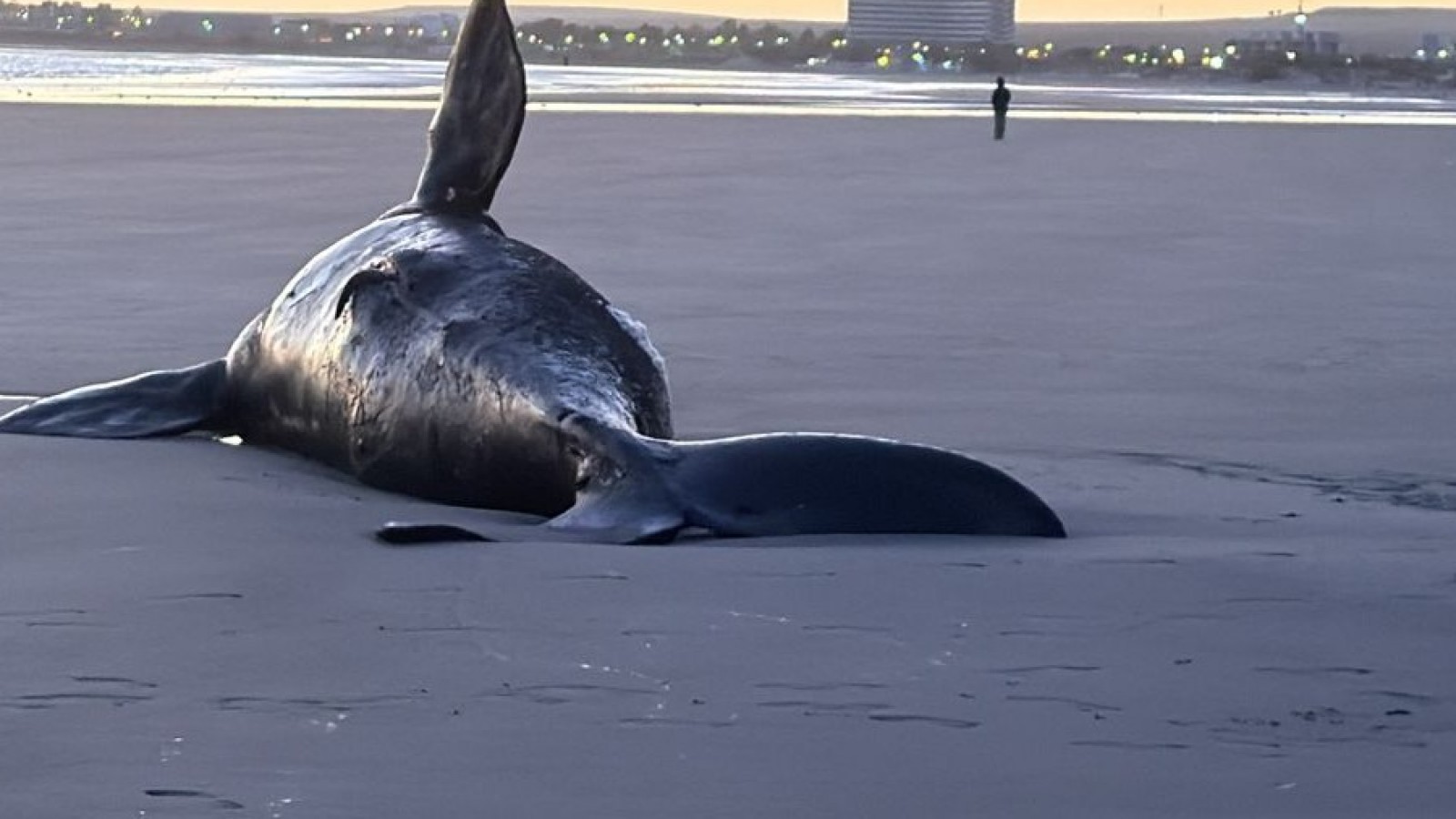 Madryn: apareció una cría de ballena muerta en la playa