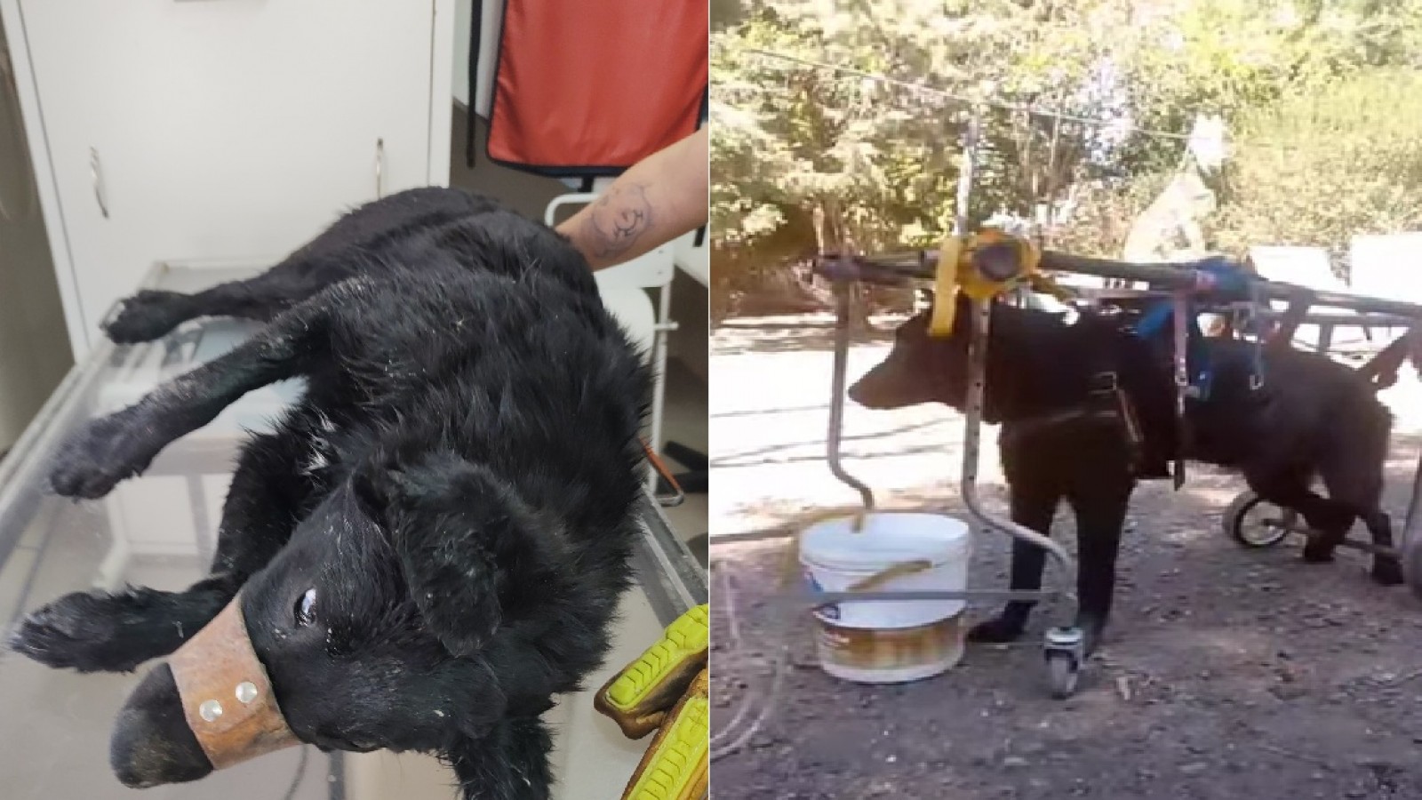 El calvario de "Thor": el perro que lucha por su vida tras haber sido herido de bala