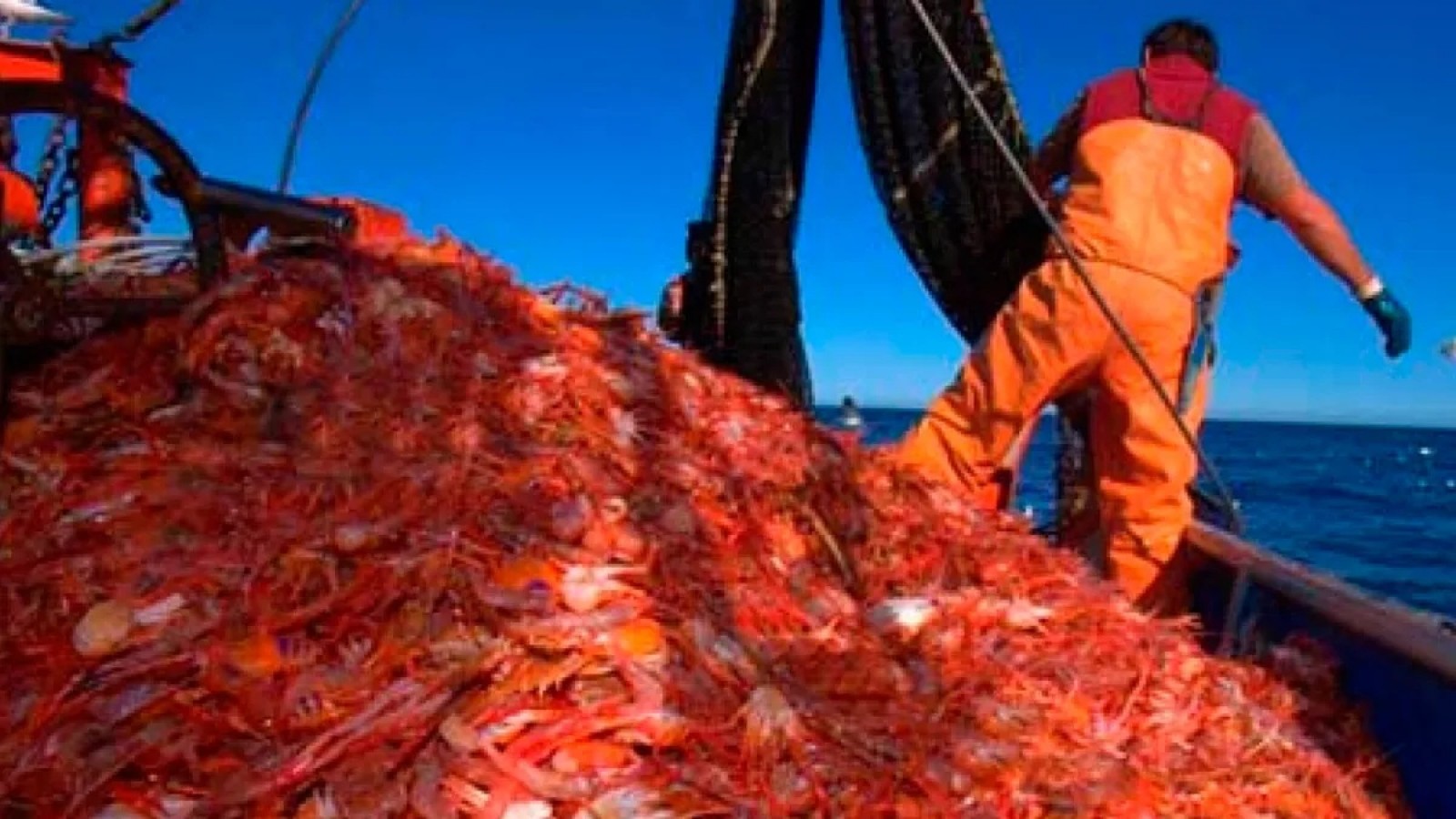 ¿Cuánto se pagará por el langostino? El nuevo acuerdo salarial entre S.O.M.U. y CA.F.A.CH ya tiene cifra