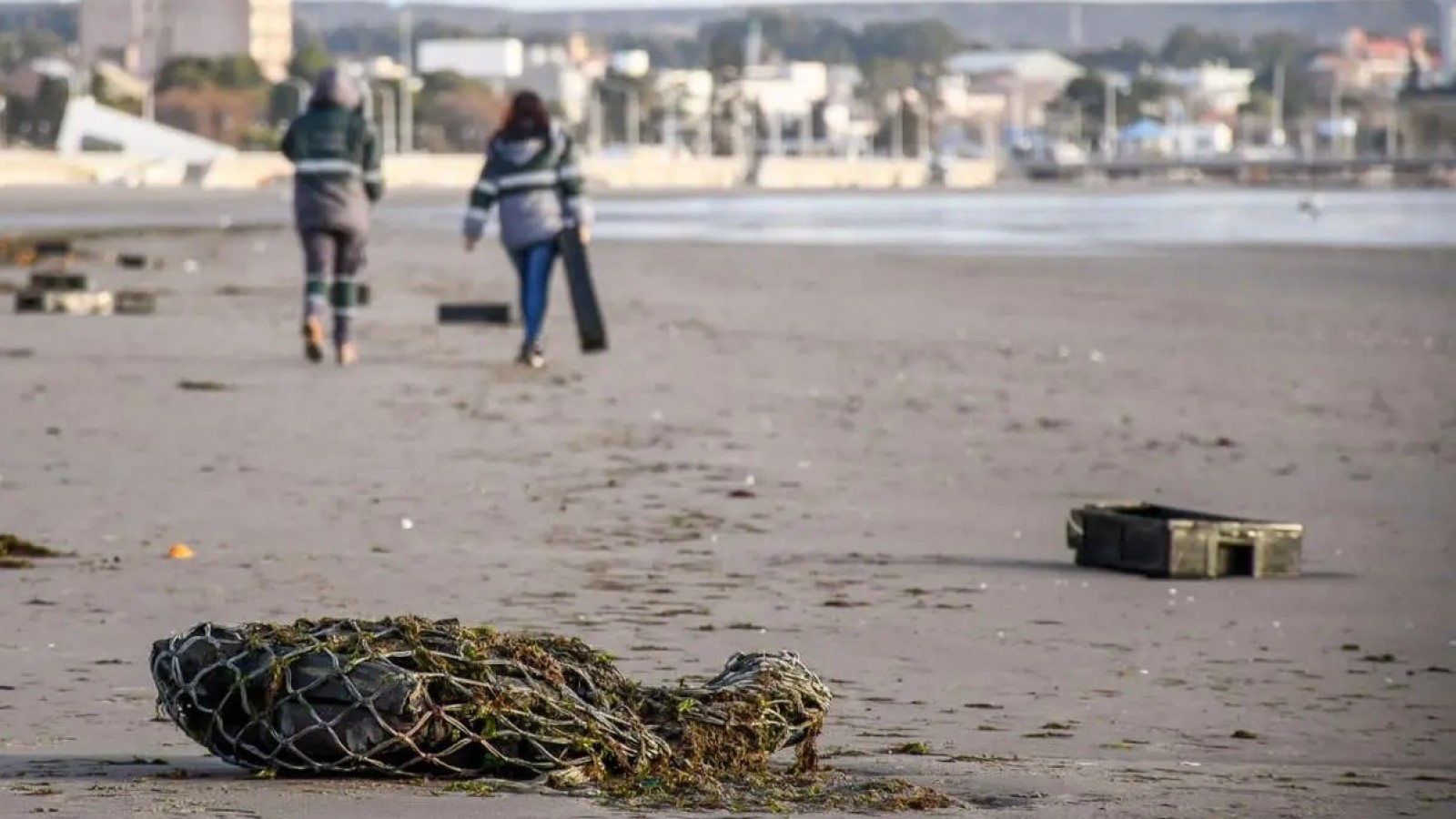 Limpieza de playas en Madryn y en otras partes del país: "No hay trofeos ni medallas, pero la satisfacción que te llevás en el alma no tiene precio"