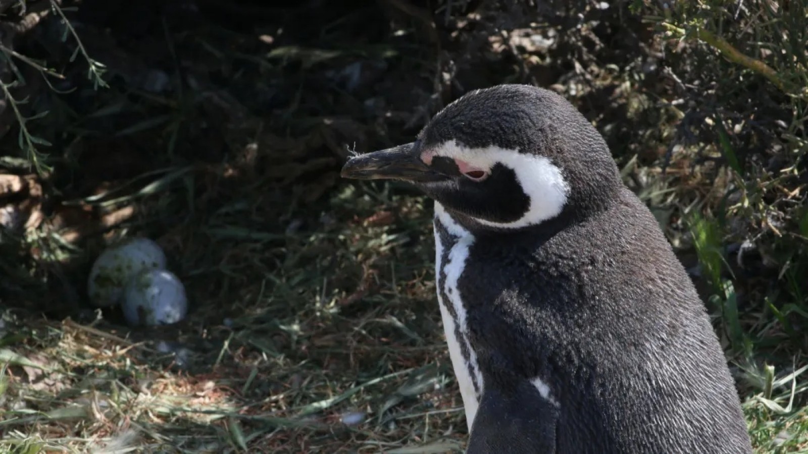 Colonias de pingüinos cerca de Puerto Madryn: llegaron los magallánicos con su traje de gala