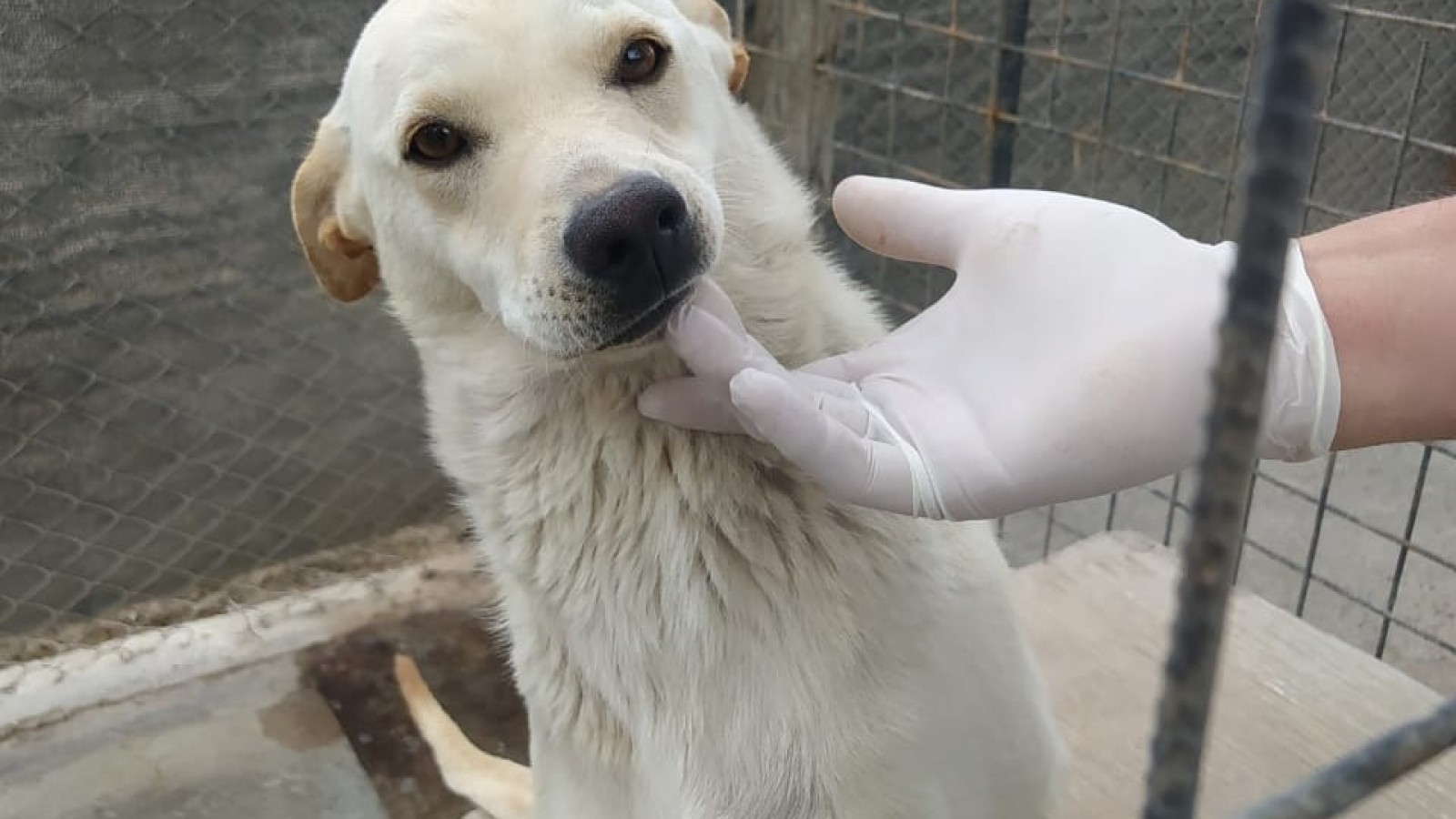 Dos perritas rescatadas esperan ser adoptadas en Puerto Madryn