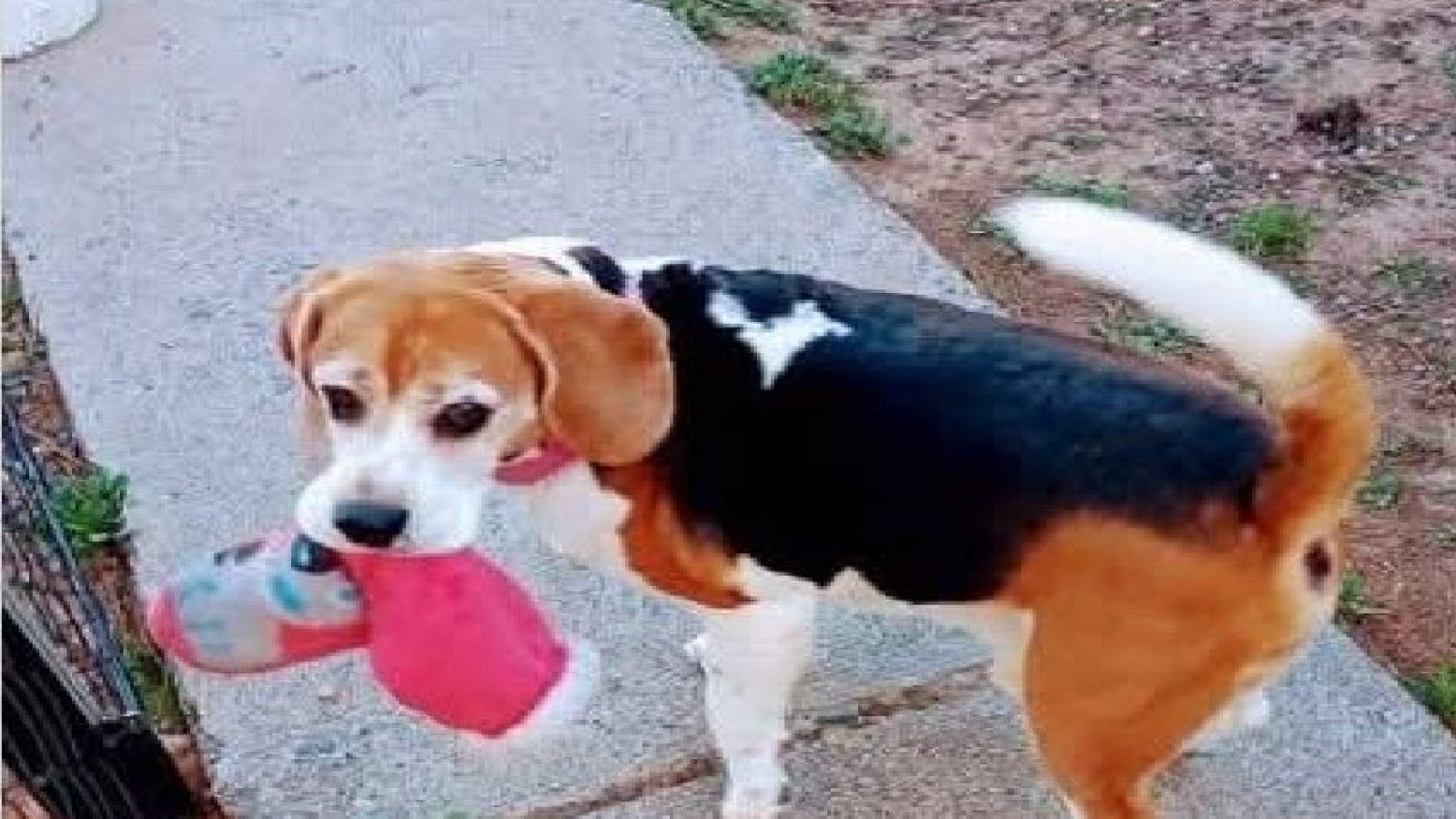 "Es viejito y necesita medicación": una vecina de Trelew perdió a su perro de 13 años