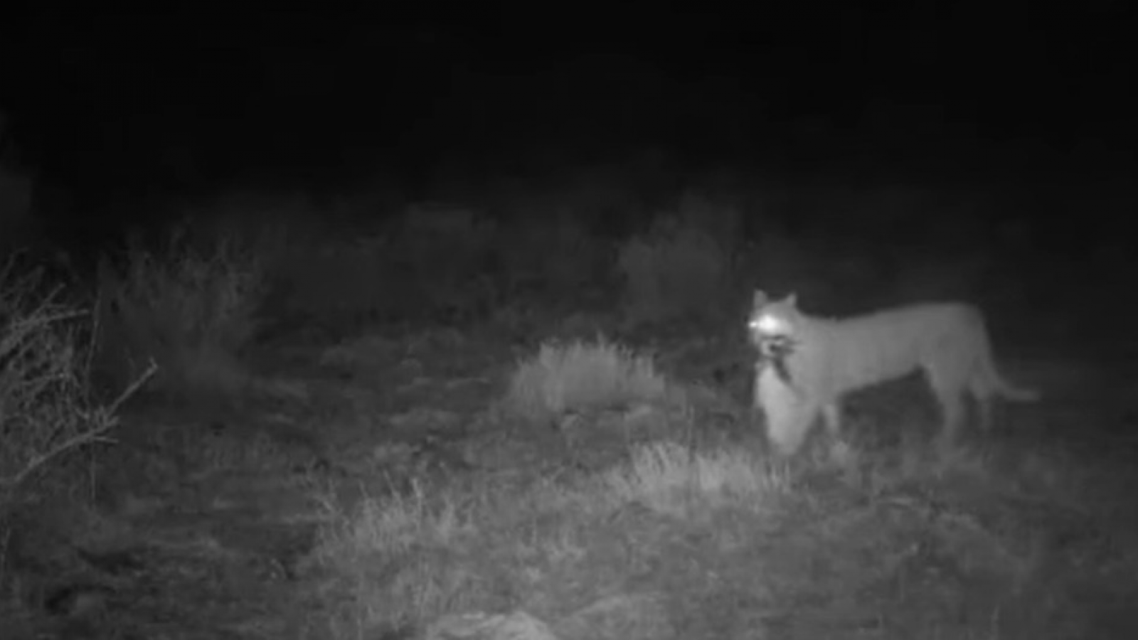 Un fenómeno inédito en la costa patagónica: los pumas ahora cazan pingüinos