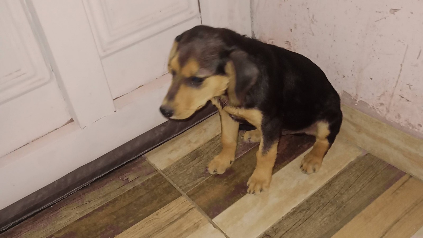 Desesperado pedido por un cachorro abandonado: "En Zoonosis no hay lugar"