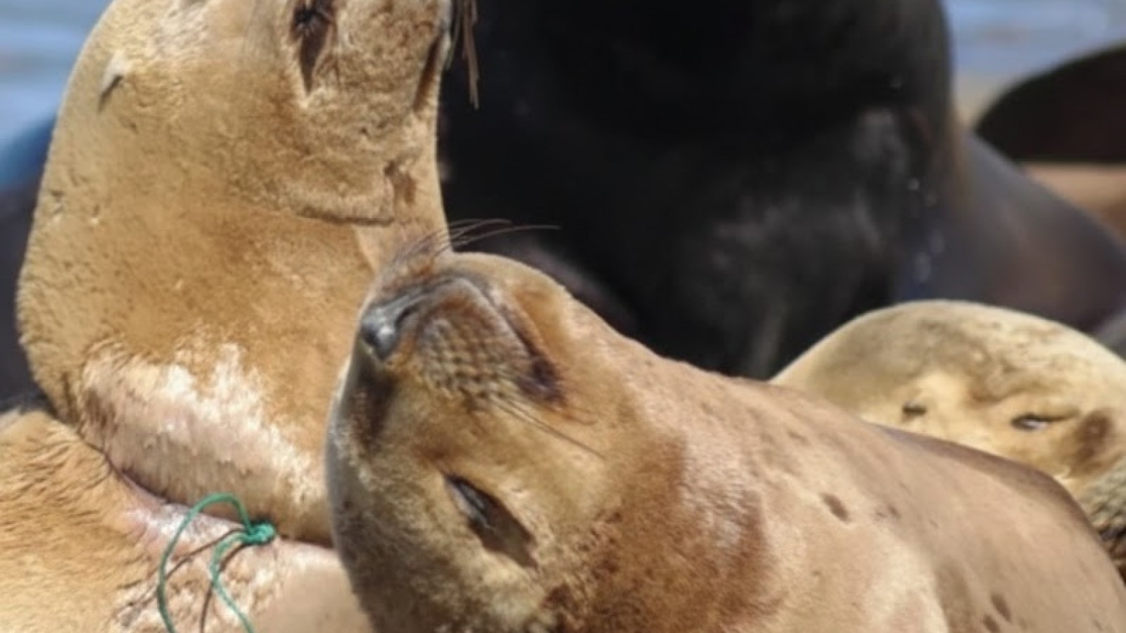 Alerta en Rawson: buscan a un lobo marino atrapado por redes de pesca
