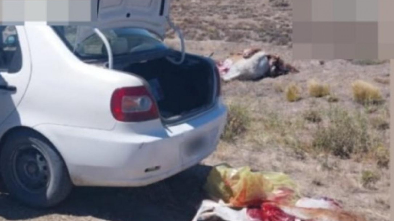 Faenaba un guanaco al costado de la Ruta 26 y le secuestraron 12 piezas de carne