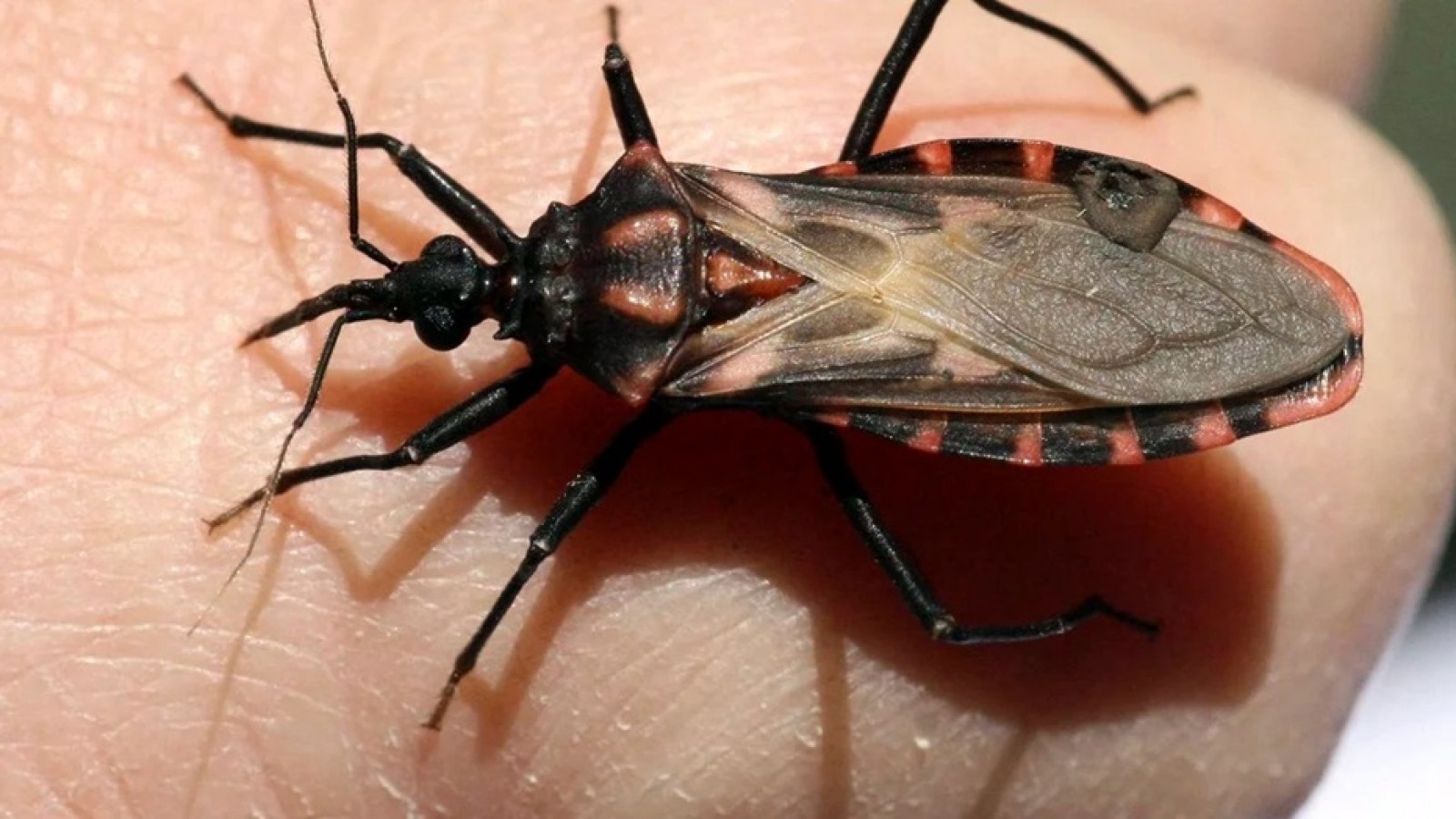Vinchucas en Chubut: reportan cifras récord y advierten por el riesgo de Chagas