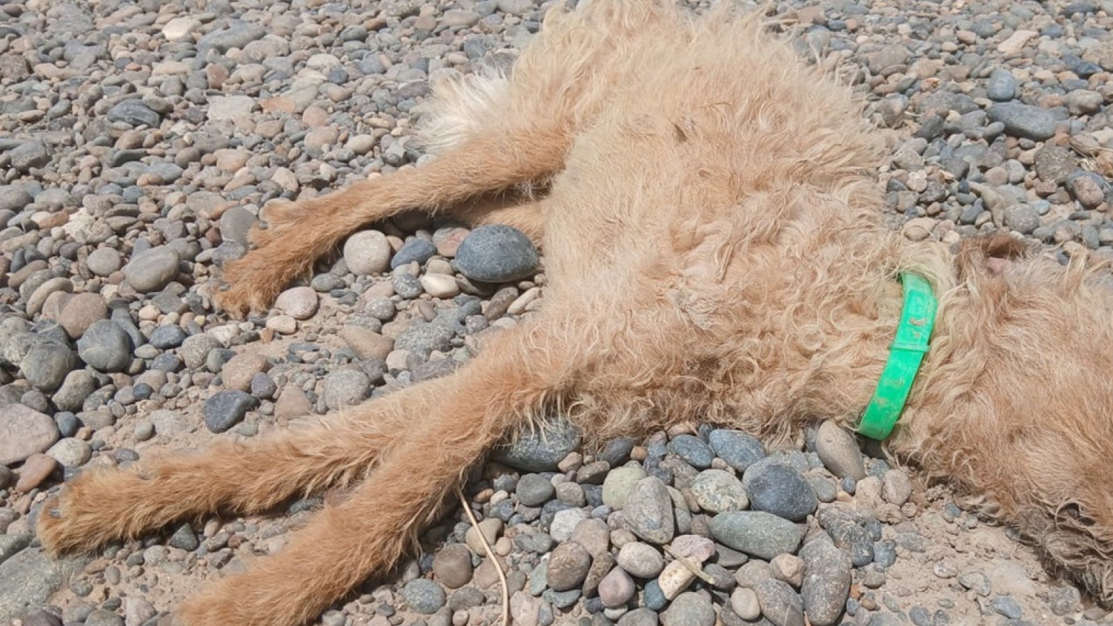 Denuncian envenenamientos de mascotas en el barrio 64 Viviendas de Rawson