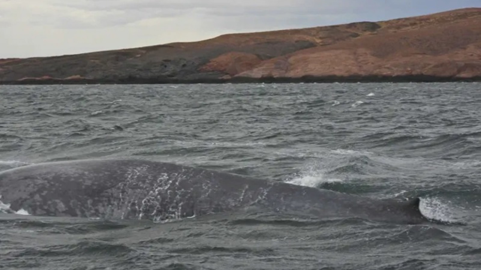 Apareció una ballena azul en el Parque Patagonia Azul: es el primer registro en la zona