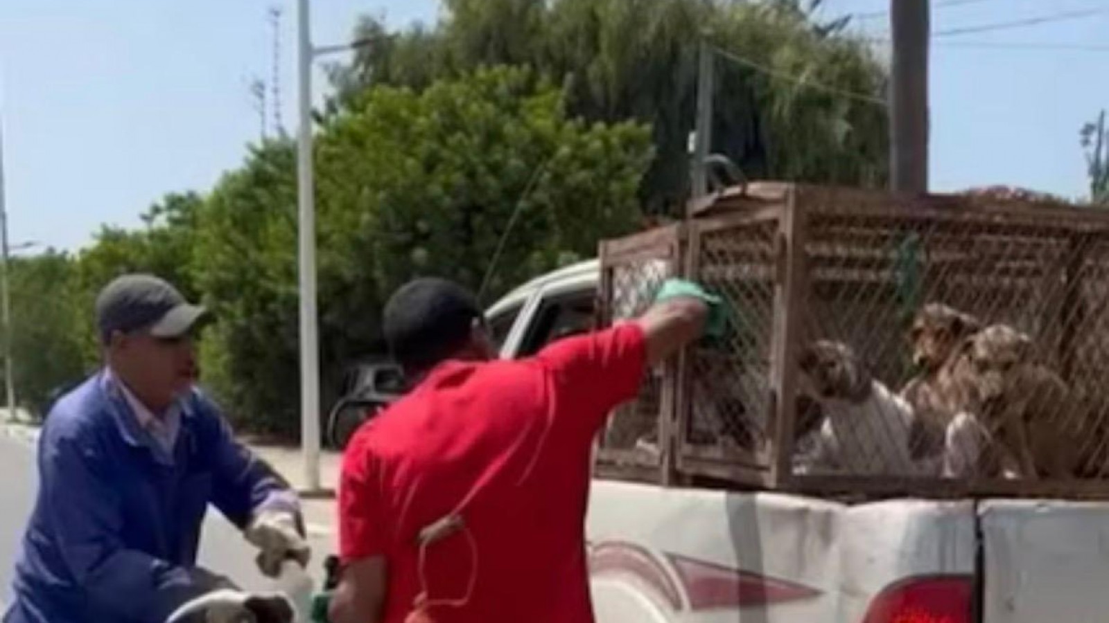 Denuncian una "masacre" de perros callejeros en Marruecos antes del Mundial 2030