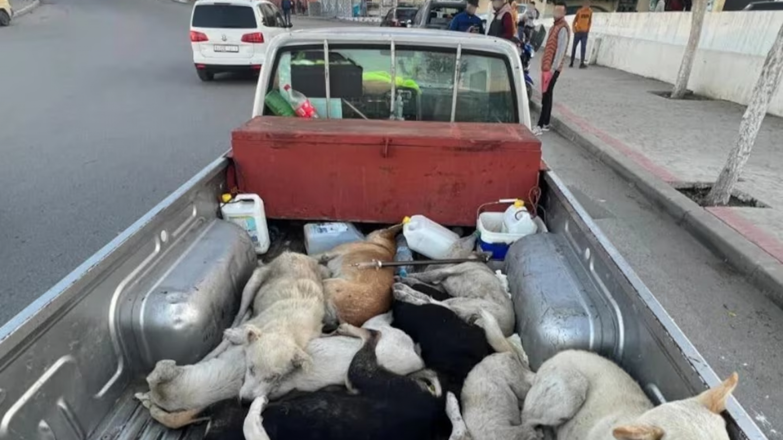 Piden a la FIFA que intervenga por denuncias de matanzas de perros en Marruecos