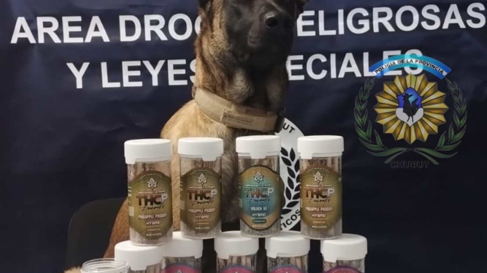 El olfato de "Tusy" desbarató un envío de marihuana en la terminal de Madryn
