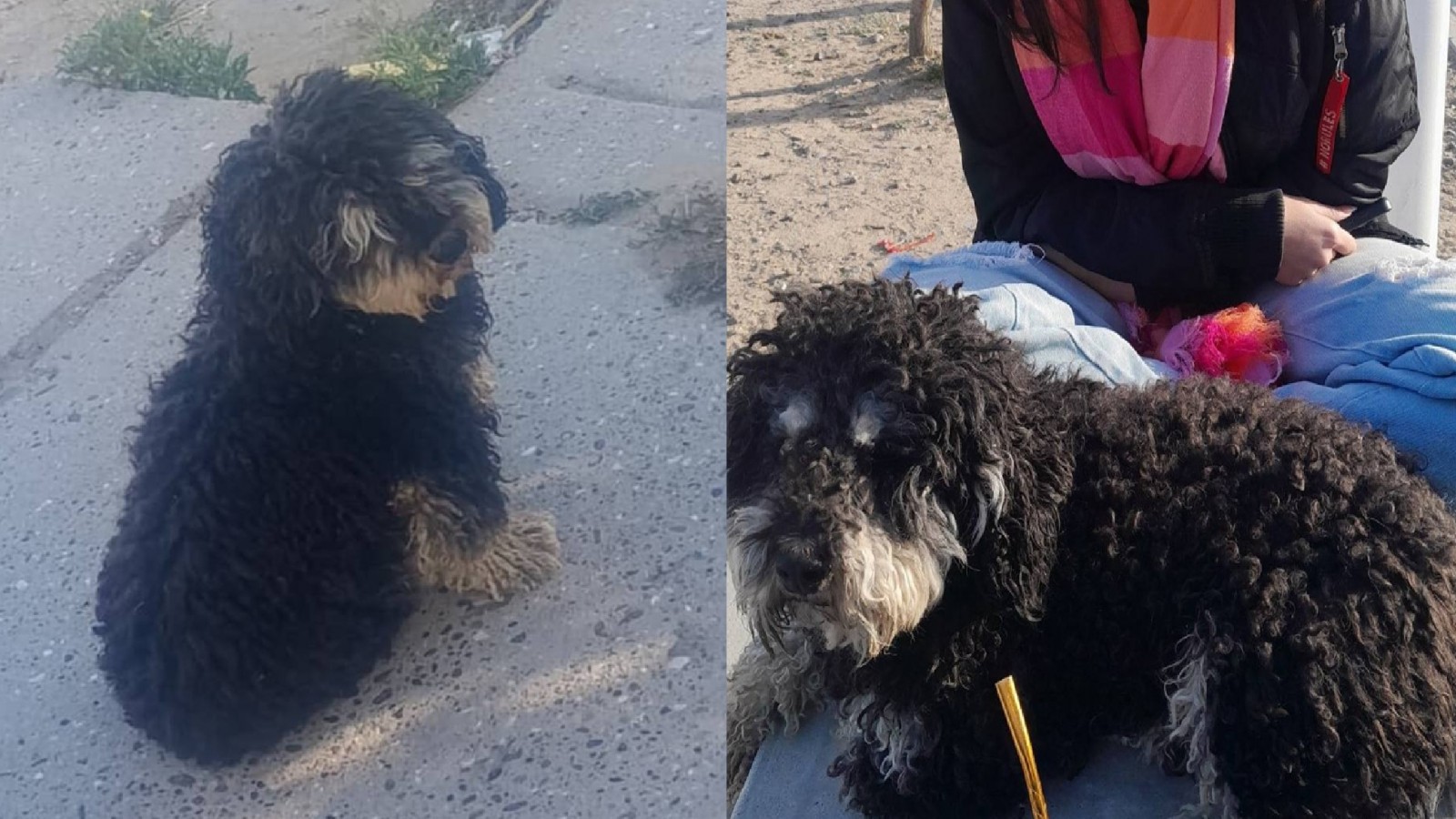 "Es el regalo que le dejó su abuela": Desesperada búsqueda de una mascota en el Barrio San Miguel