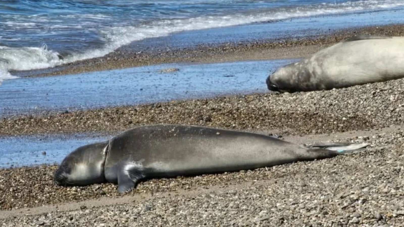 Buscan rescatar a un elefante marino atrapado en plástico en Isla Escondida