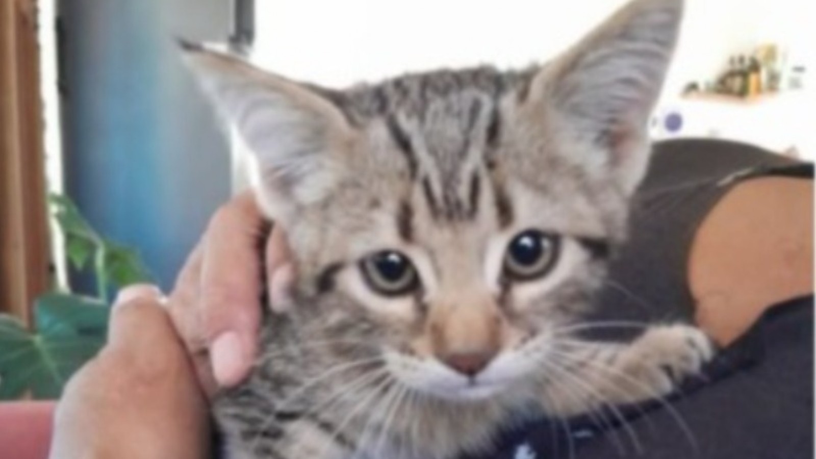 Encontraron un gatito y buscan a sus dueños: apareció en el patio de una casa