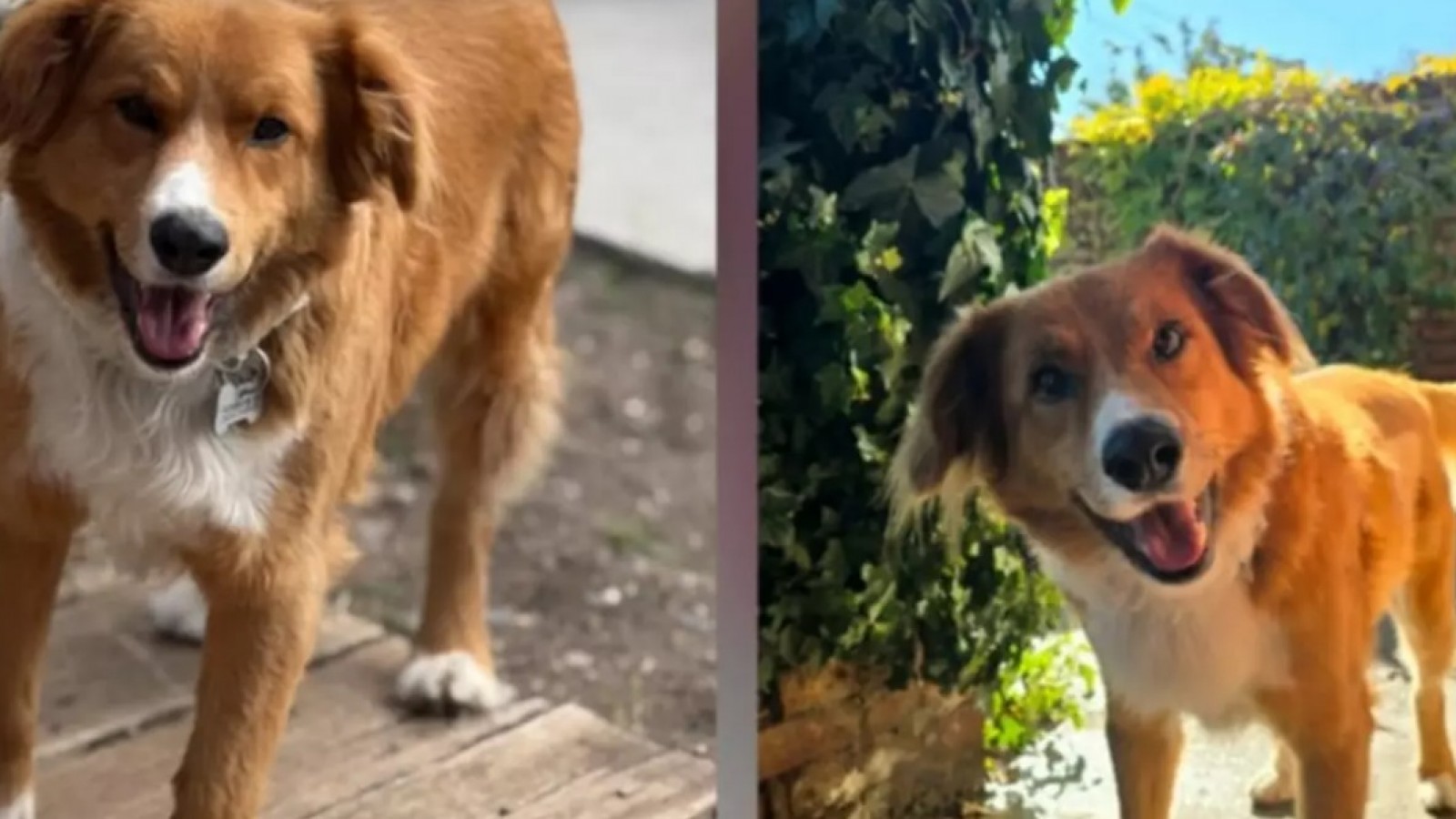 El "efecto Rabi": tras la aparición del perro más buscado de Trelew, lanzan una red de alerta por mascotas perdidas