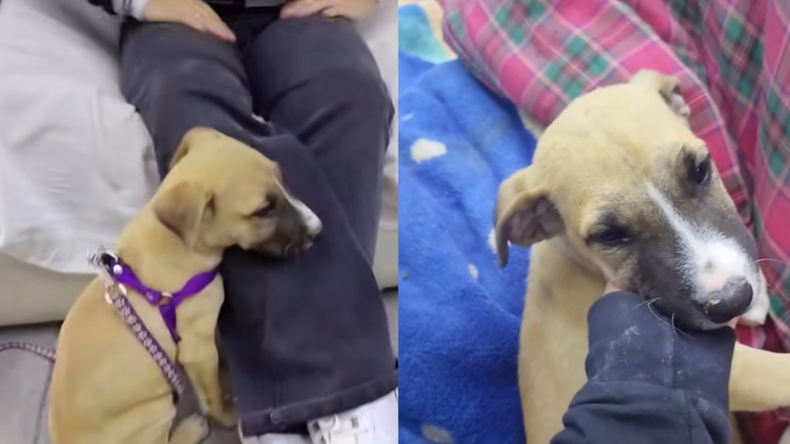 "No quiero dejarlo en la calle": el desesperado pedido de una vecina para salvar a un perro rescatado