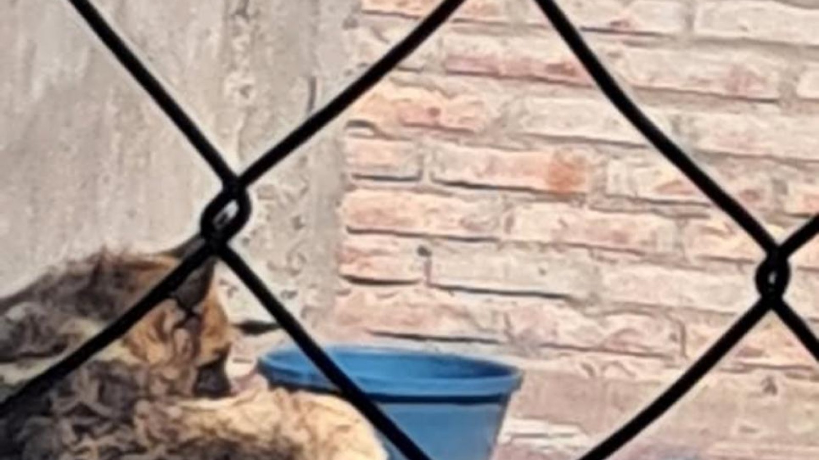 Denuncian que un perro murió tras permanecer herido durante horas en Madryn