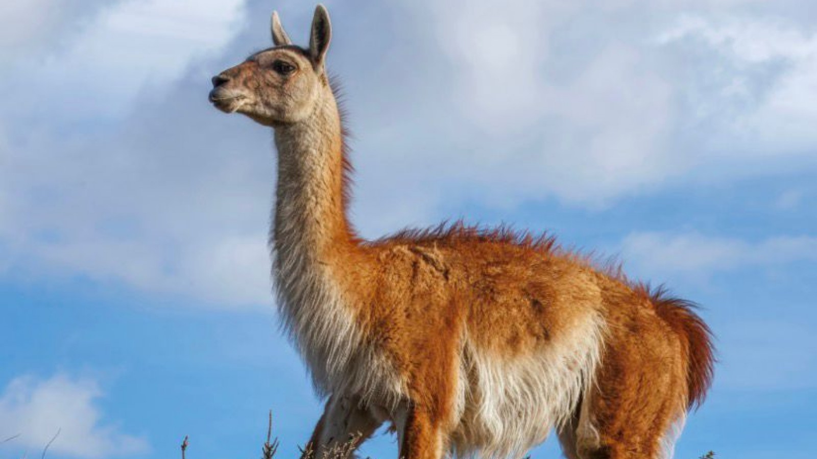 La carne de guanaco ya se vende legalmente en Santa Cruz y gana lugar en el mercado