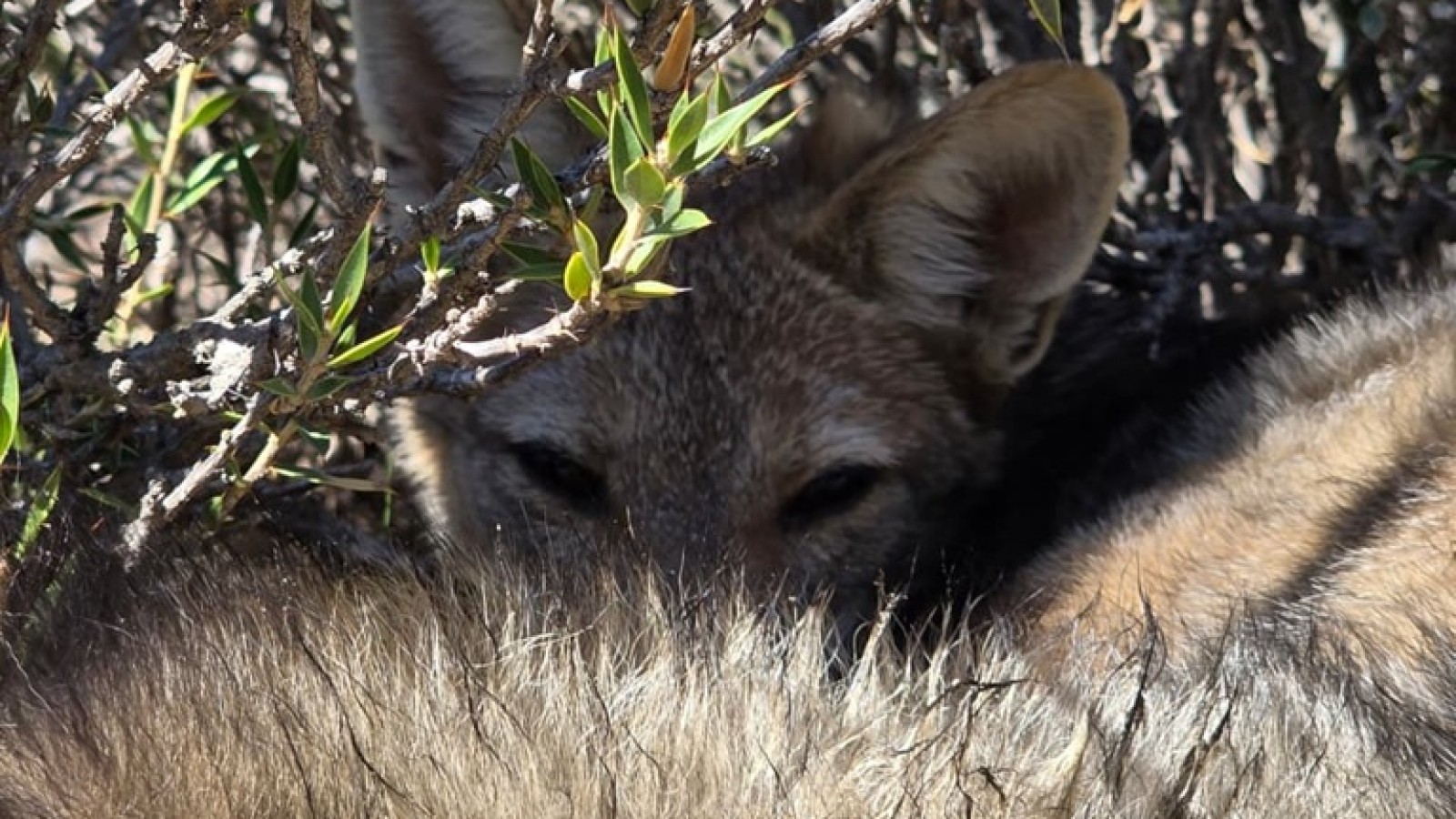 Rescataron a un zorro gris que vivía cautivo en Puerto Madryn