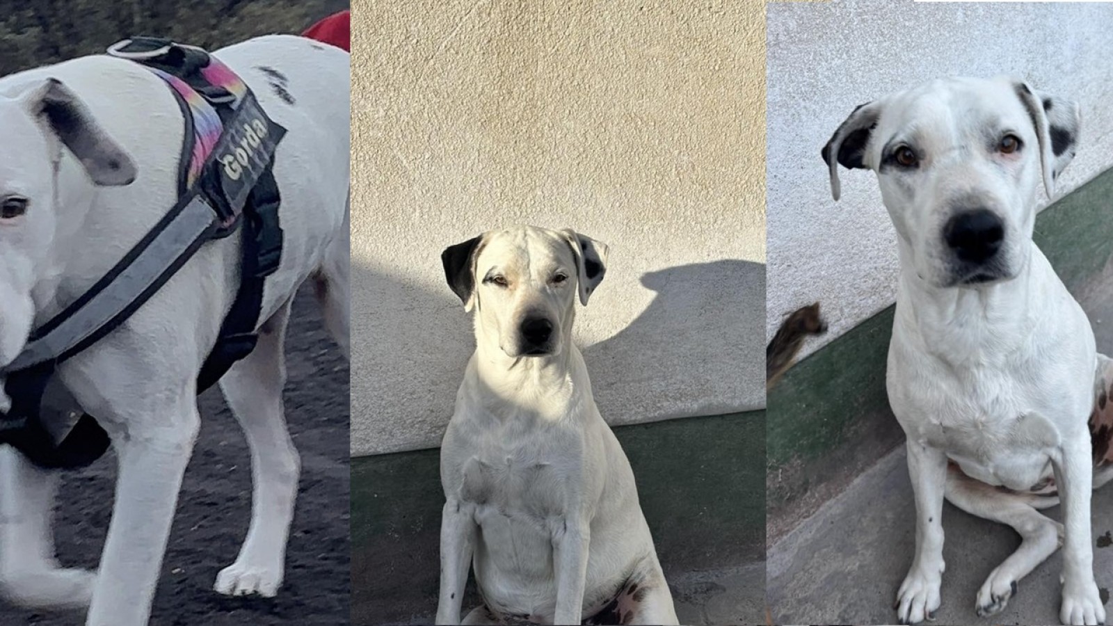 Trelew: Se perdió "la Gorda" en los descampados y piden ayuda para encontrarla