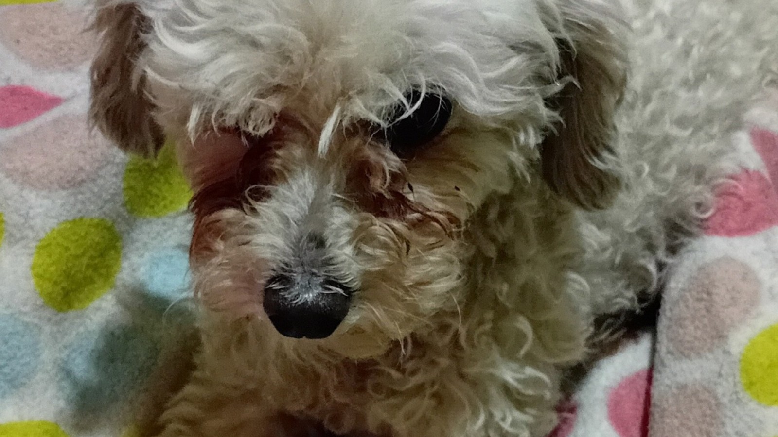 Brutal ataque a una caniche en Rawson: el animal lucha por su vida tras ser agredida por un perro grande