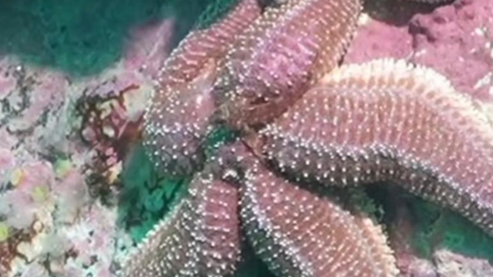 Madryn: un buzo registró una estrella de mar violeta en Playa Paraná