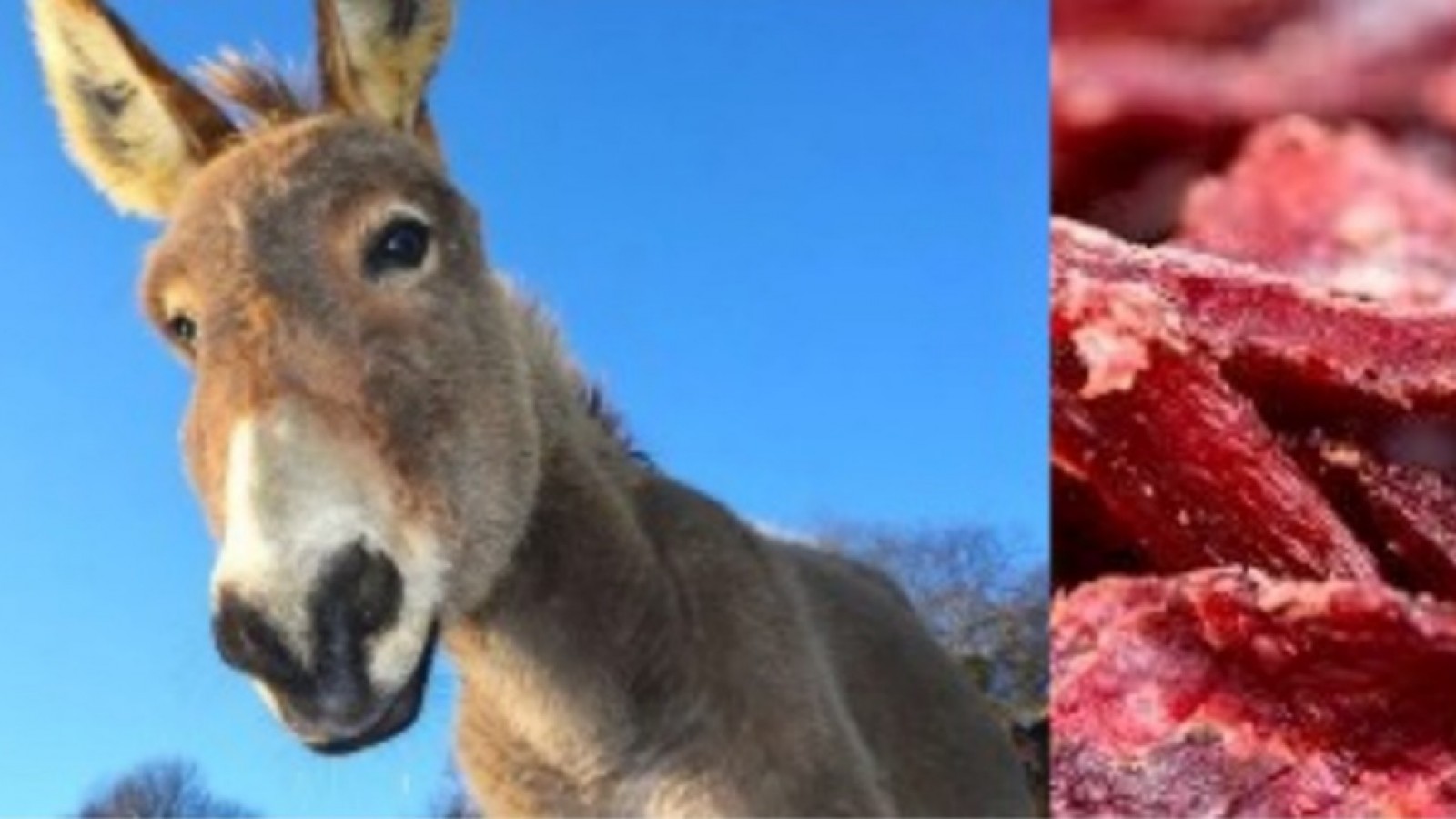 Carne de burro en Chubut: "Es muy suave, nutritiva y comparable a la vacuna" y ya se vende en Trelew