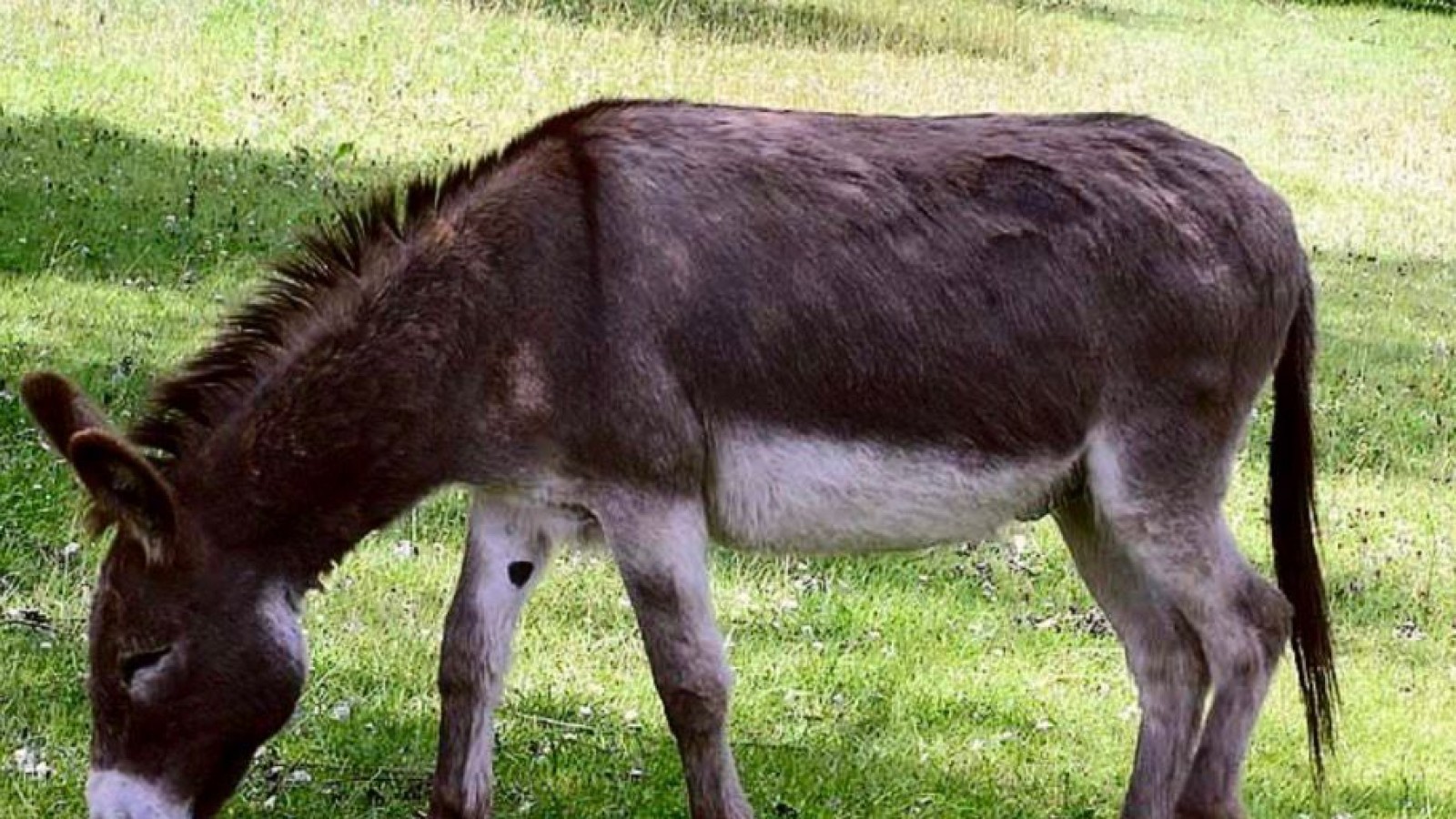 Se agotó la carne de burro en Trelew y crece la expectativa por una degustación