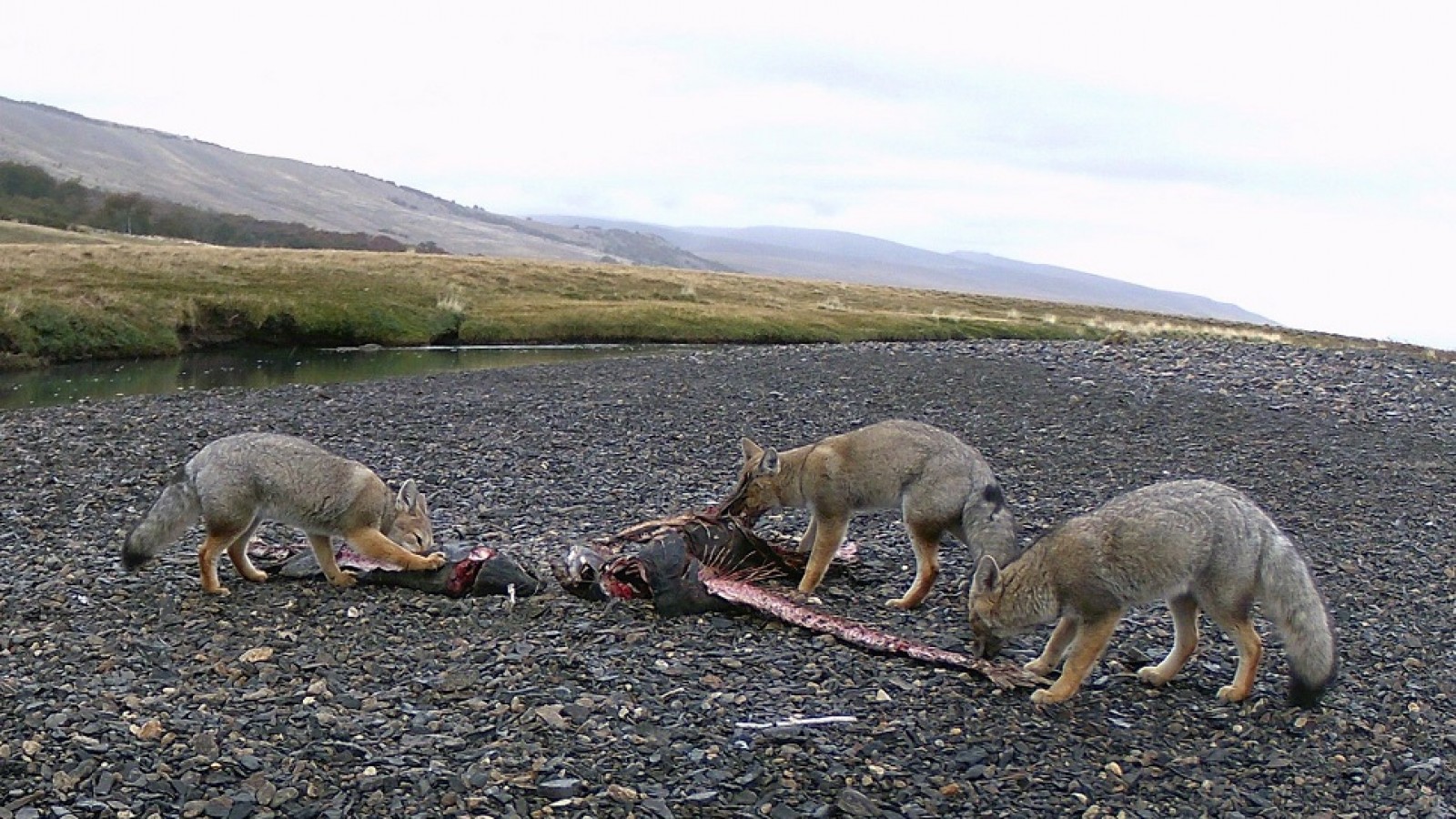 Científicos registraron pumas cazando salmones vivos en la Patagonia por primera vez